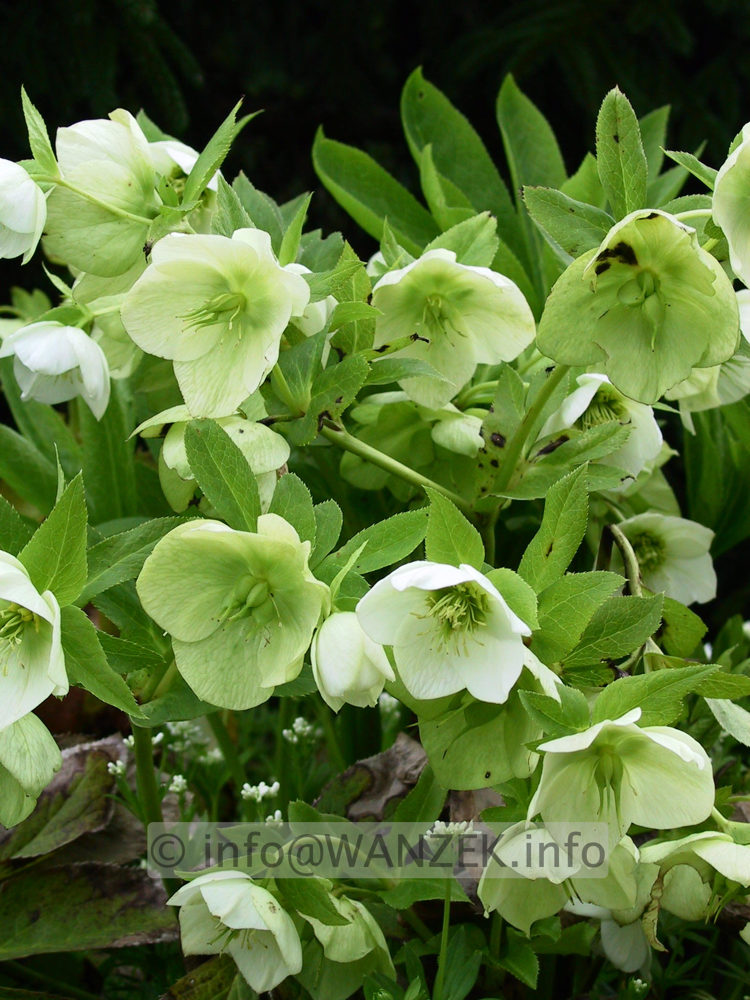 Helleborus niger.jpg